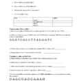 Protein Synthesis Review Worksheet How Are Dna And Mrna Alike