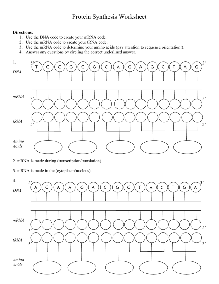 Protein Synthesis Worksheet