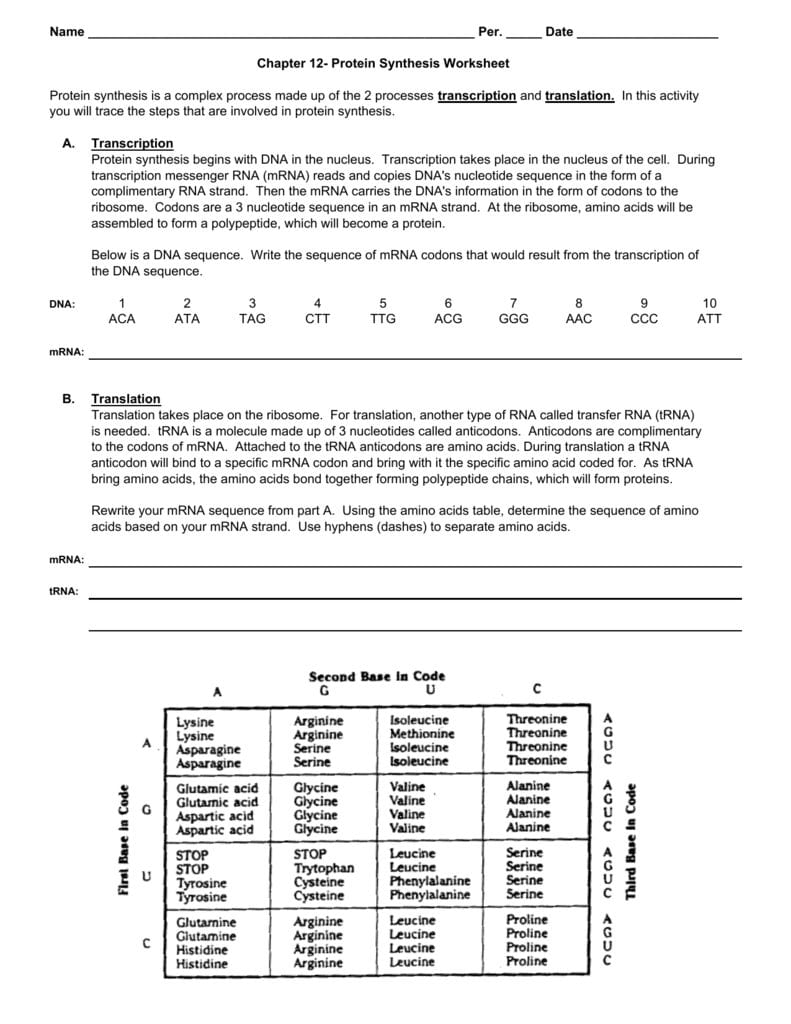 Protein Synthesis Worksheet Answer Key Netvs — db-excel.com