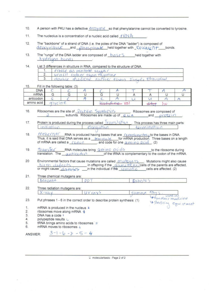 Protein Synthesis Worksheet Answer Key Part B