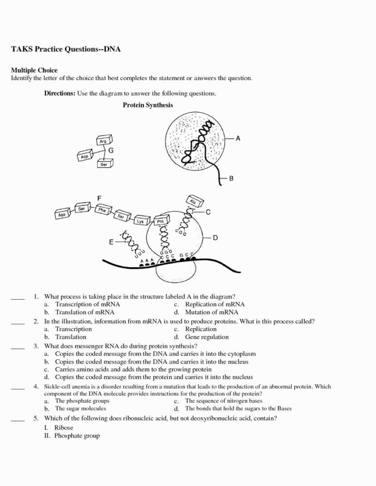Protein Synthesis Worksheet – Wiring Diagram