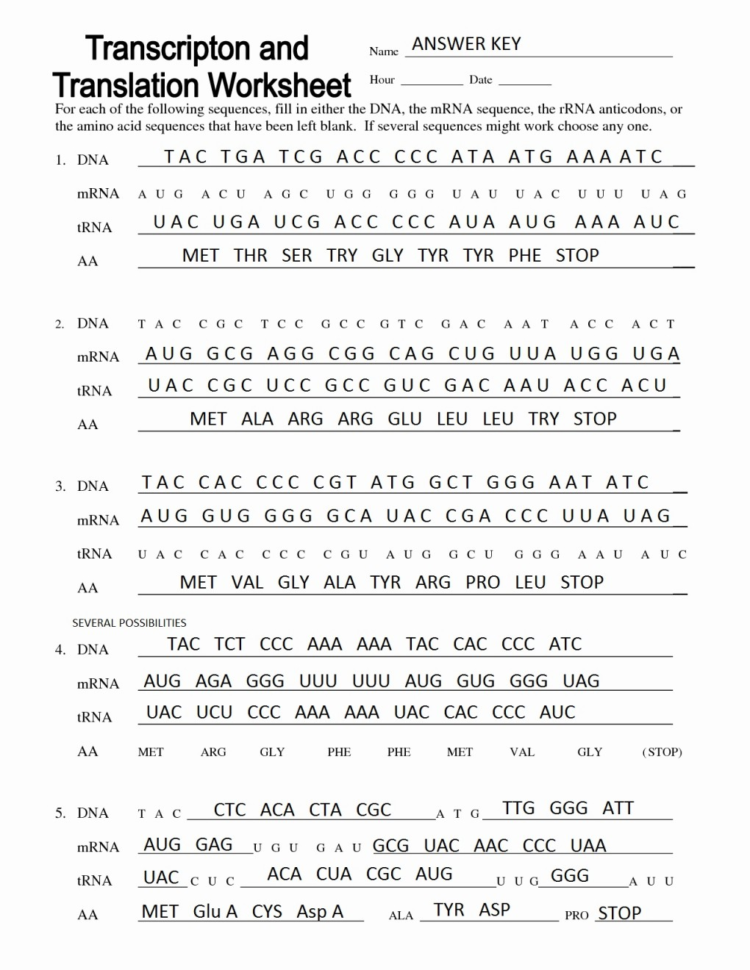 Protein Synthesis Worksheet – Wiring Diagram