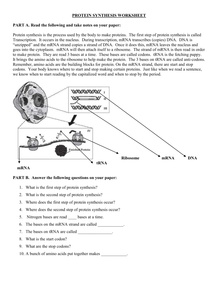 Proteinsynthesisworksheet 1