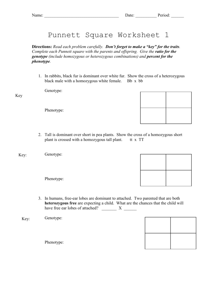 Punnett Square Practice Worksheet Answer