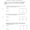 Punnett Square Worksheet 1
