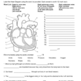 Quiz 9 Circulatory System Anatomy And Basic Functions