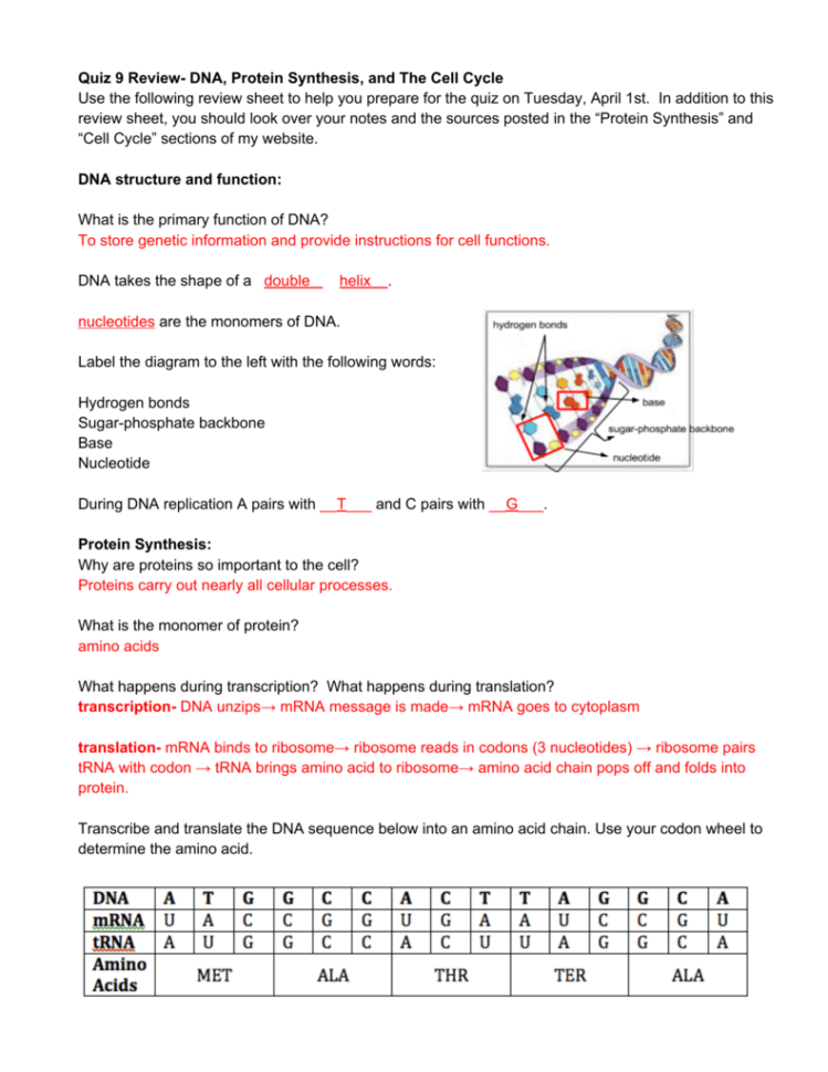 Quiz 9 Review Dna Protein Synthesis And The Cell Cycle Use The