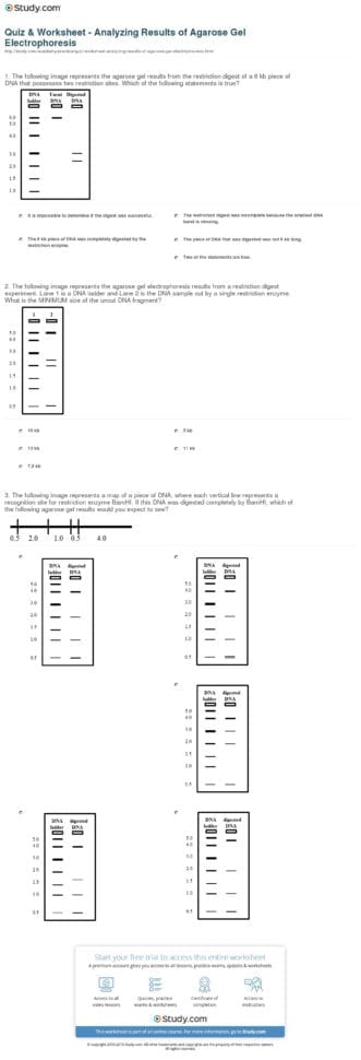Quiz  Worksheet  Analyzing Results Of Agarose Gel