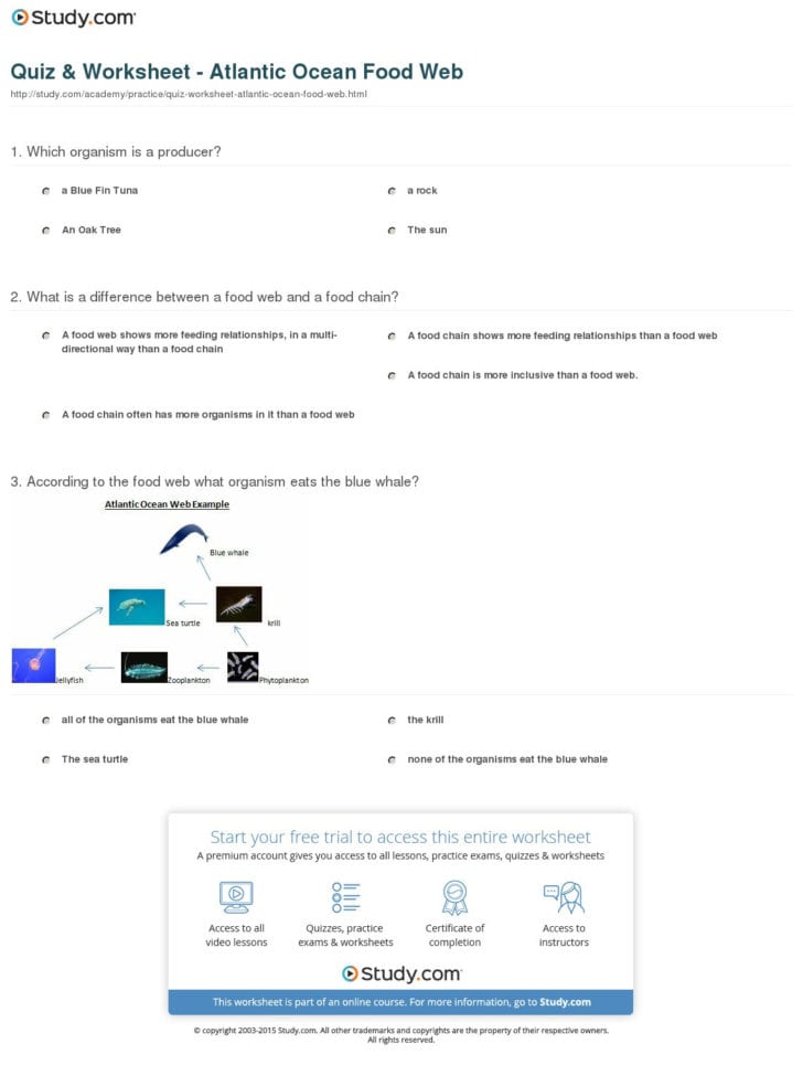 Food Web Worksheet