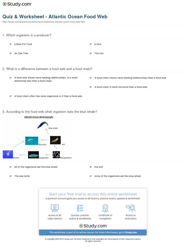 Quiz  Worksheet  Atlantic Ocean Food Web  Study