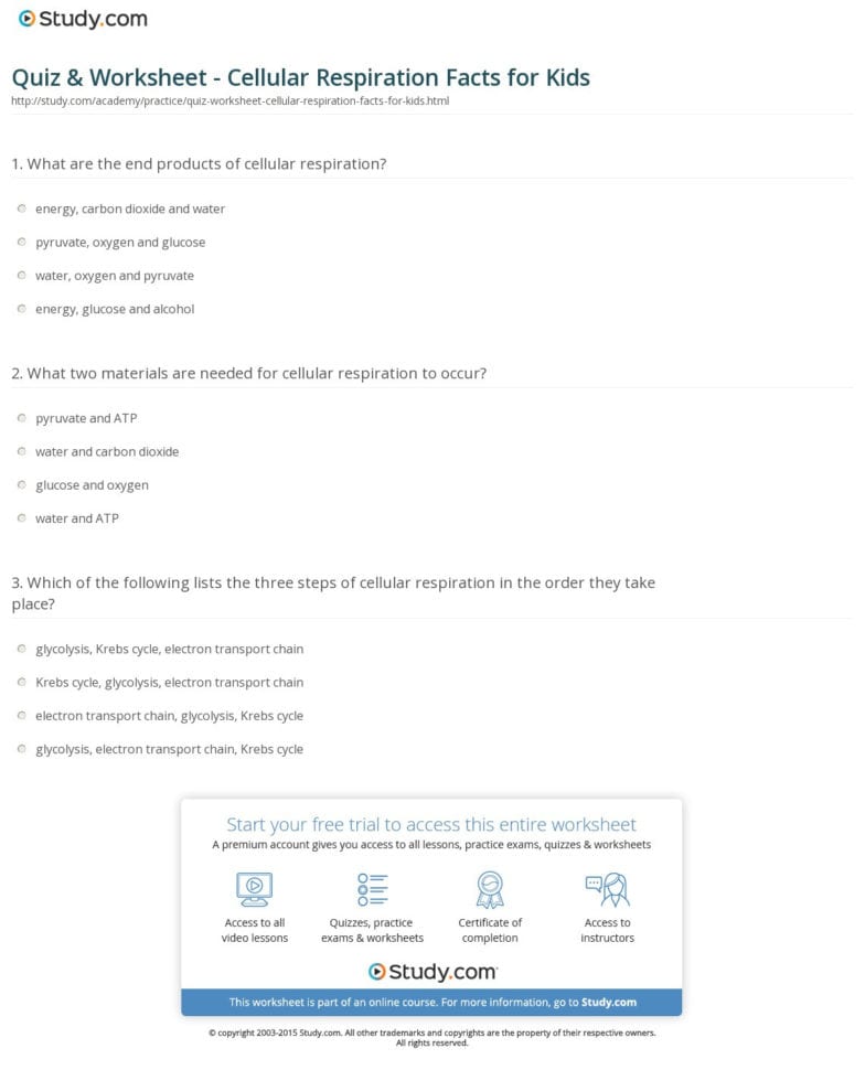 Quiz  Worksheet  Cellular Respiration Facts For Kids