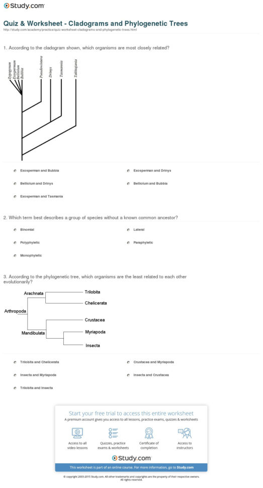 Quiz  Worksheet  Cladograms And Phylogenetic Trees  Study