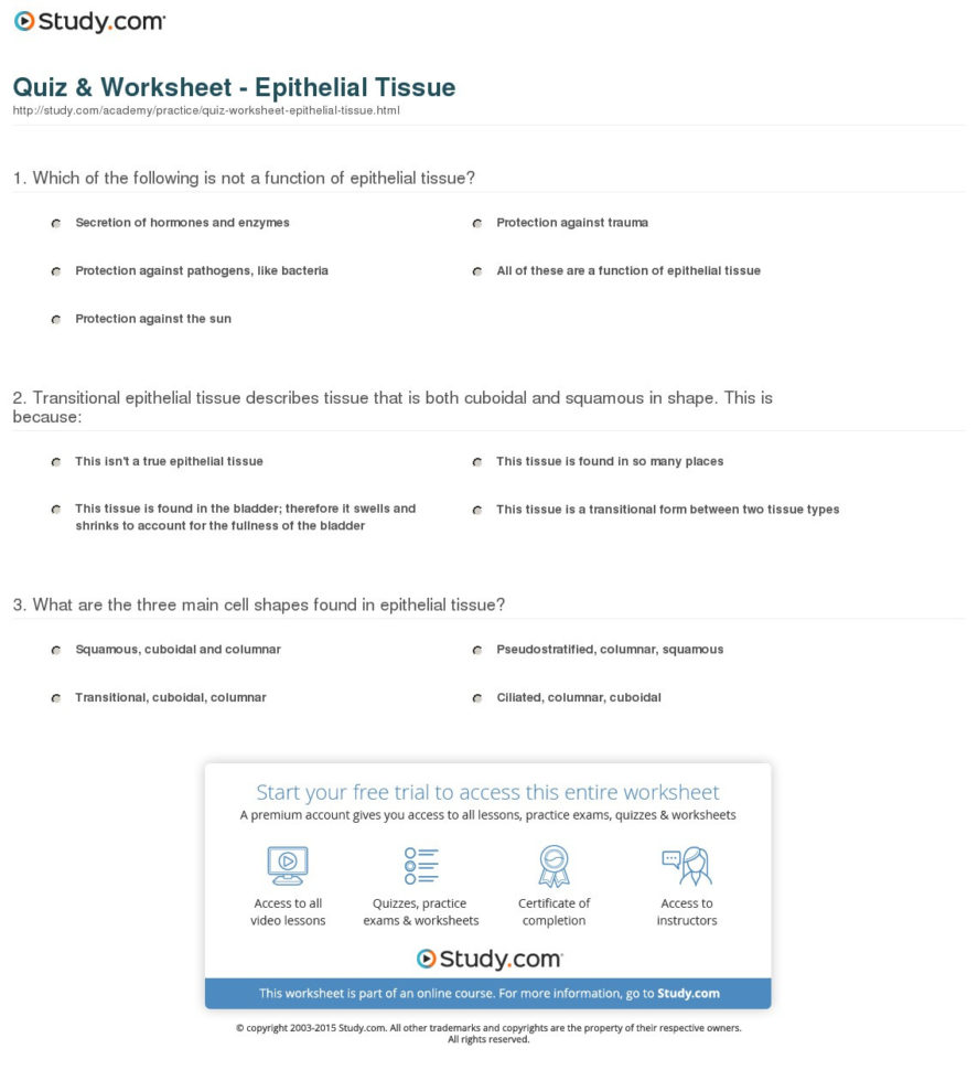 Quiz  Worksheet  Epithelial Tissue  Study