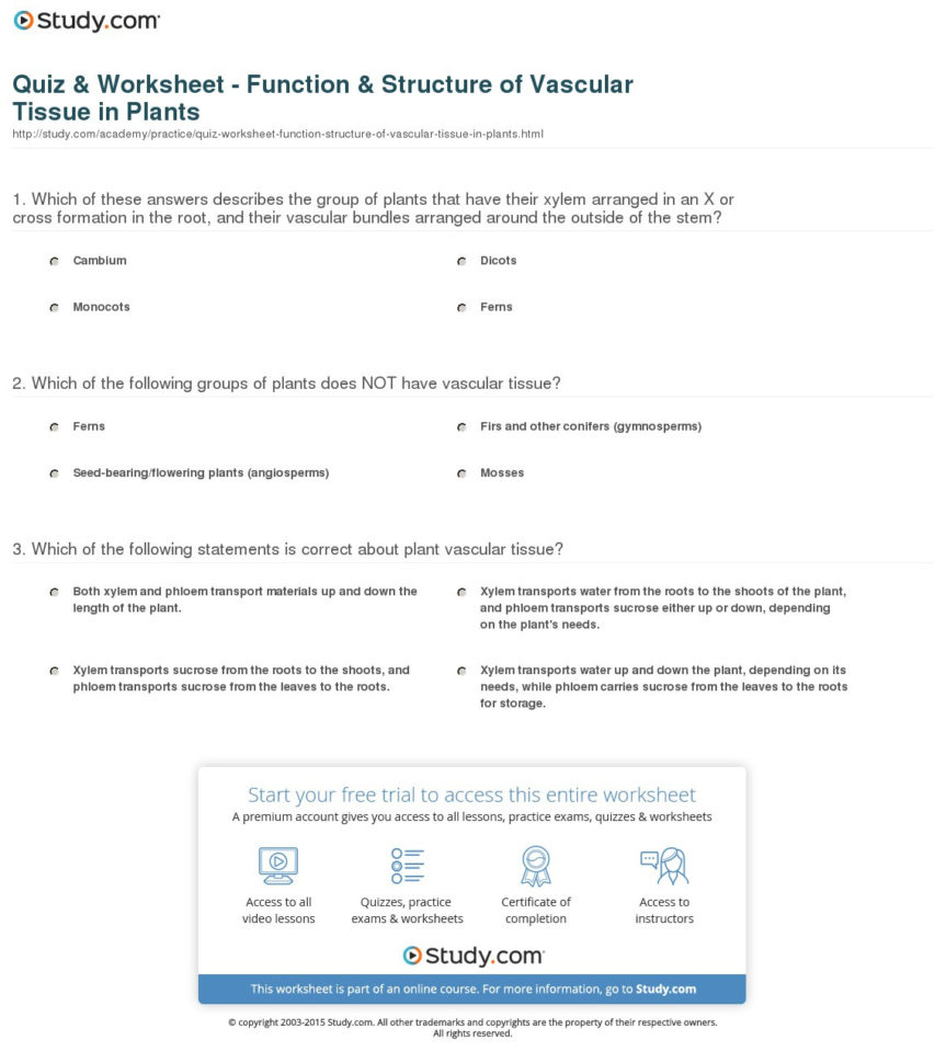Quiz  Worksheet  Function  Structure Of Vascular Tissue