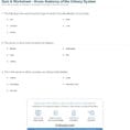 Quiz  Worksheet  Gross Anatomy Of The Urinary System