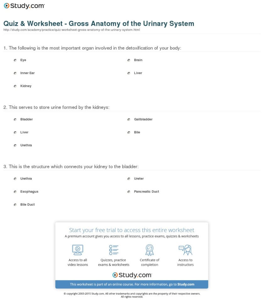 Quiz  Worksheet  Gross Anatomy Of The Urinary System