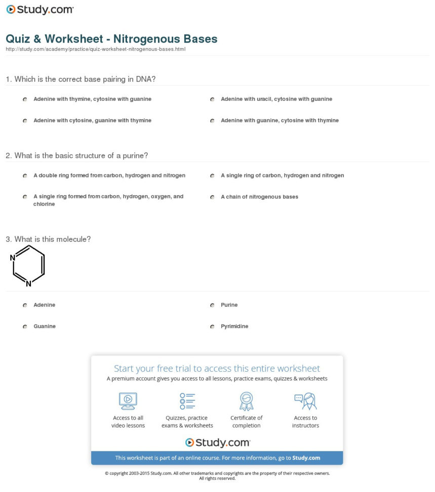 Quiz  Worksheet  Nitrogenous Bases  Study