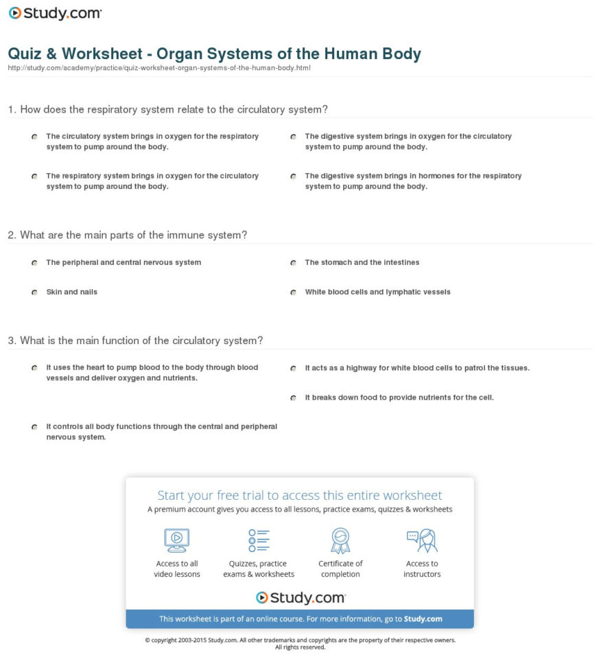 Human Body System Questions Worksheets Answer Key