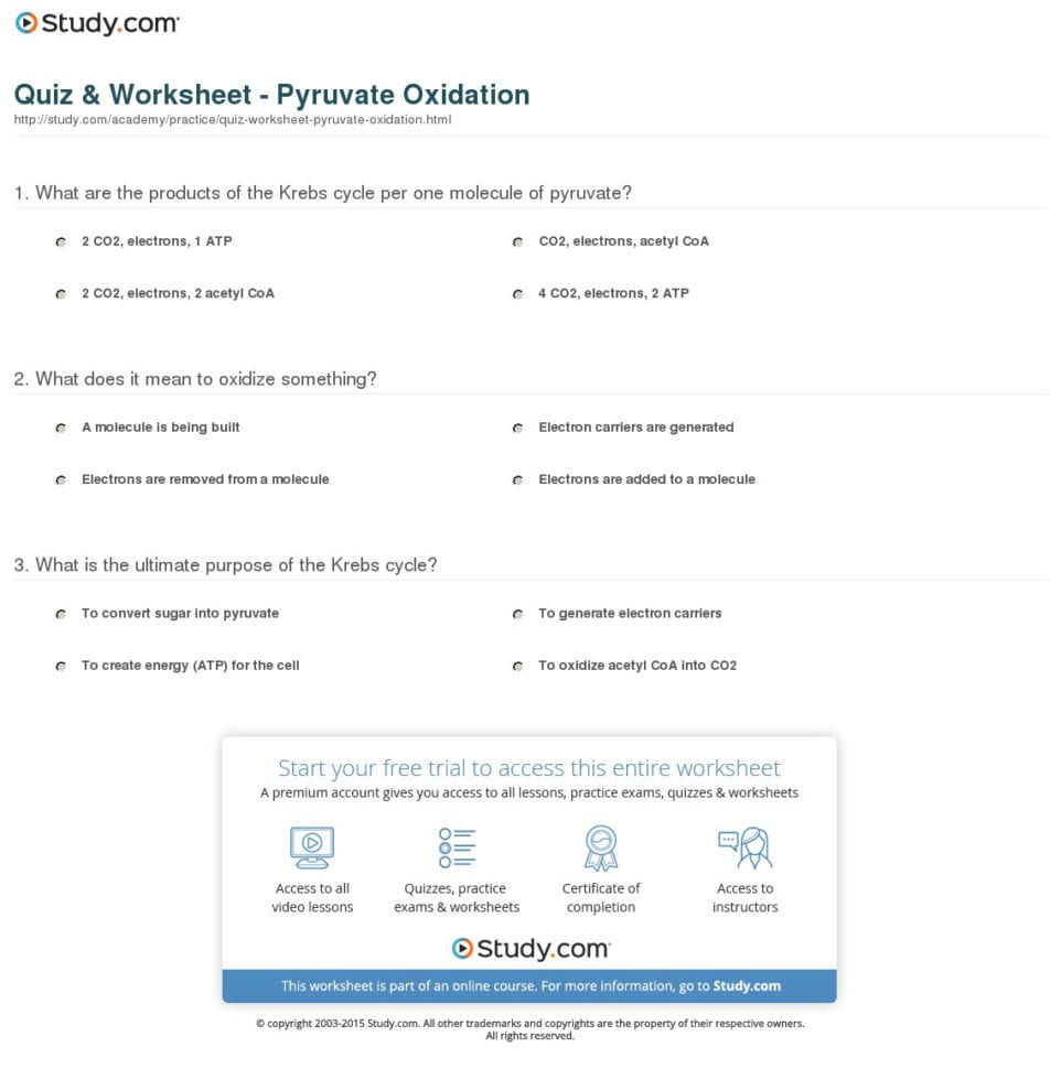 Quiz  Worksheet  Pyruvate Oxidation  Study