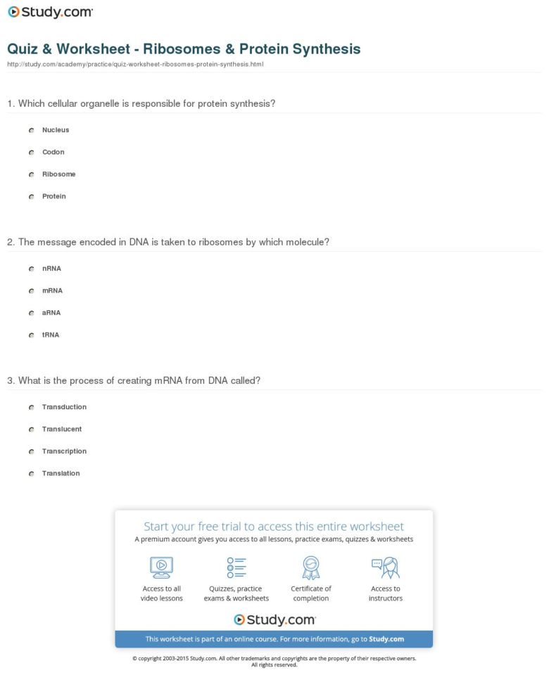 Quiz  Worksheet  Ribosomes  Protein Synthesis  Study