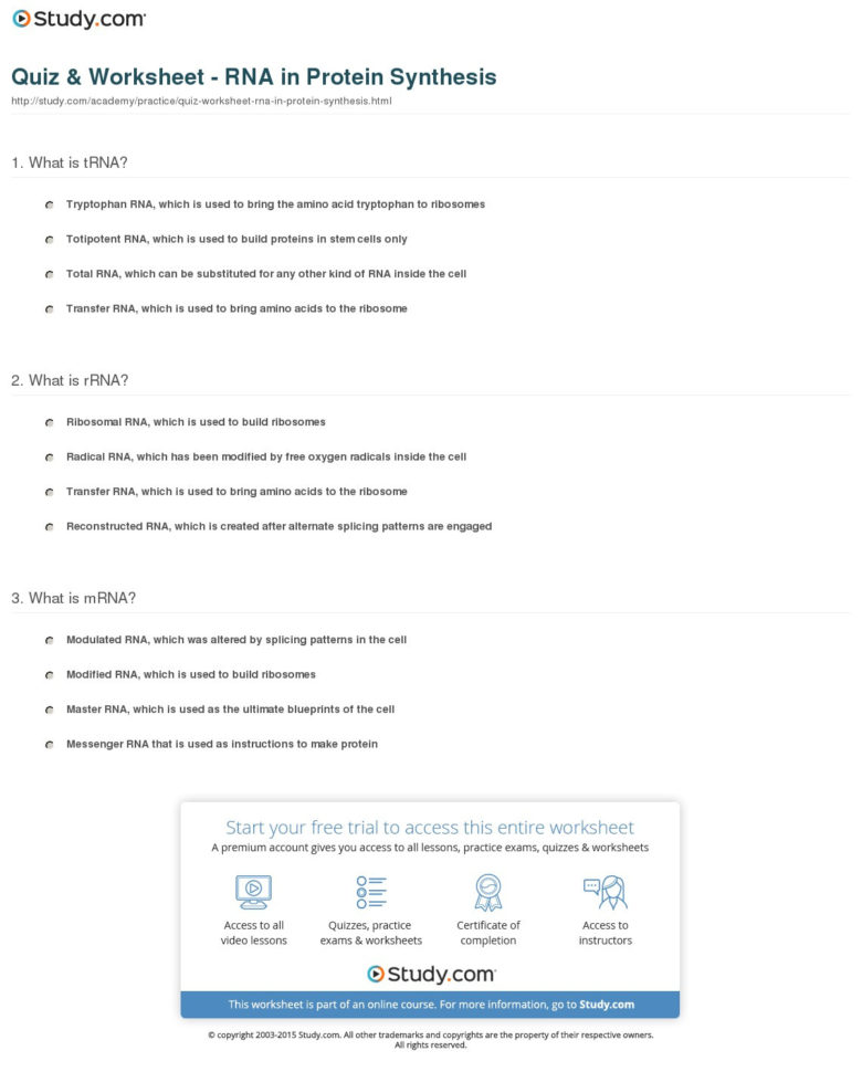 Quiz  Worksheet  Rna In Protein Synthesis  Study