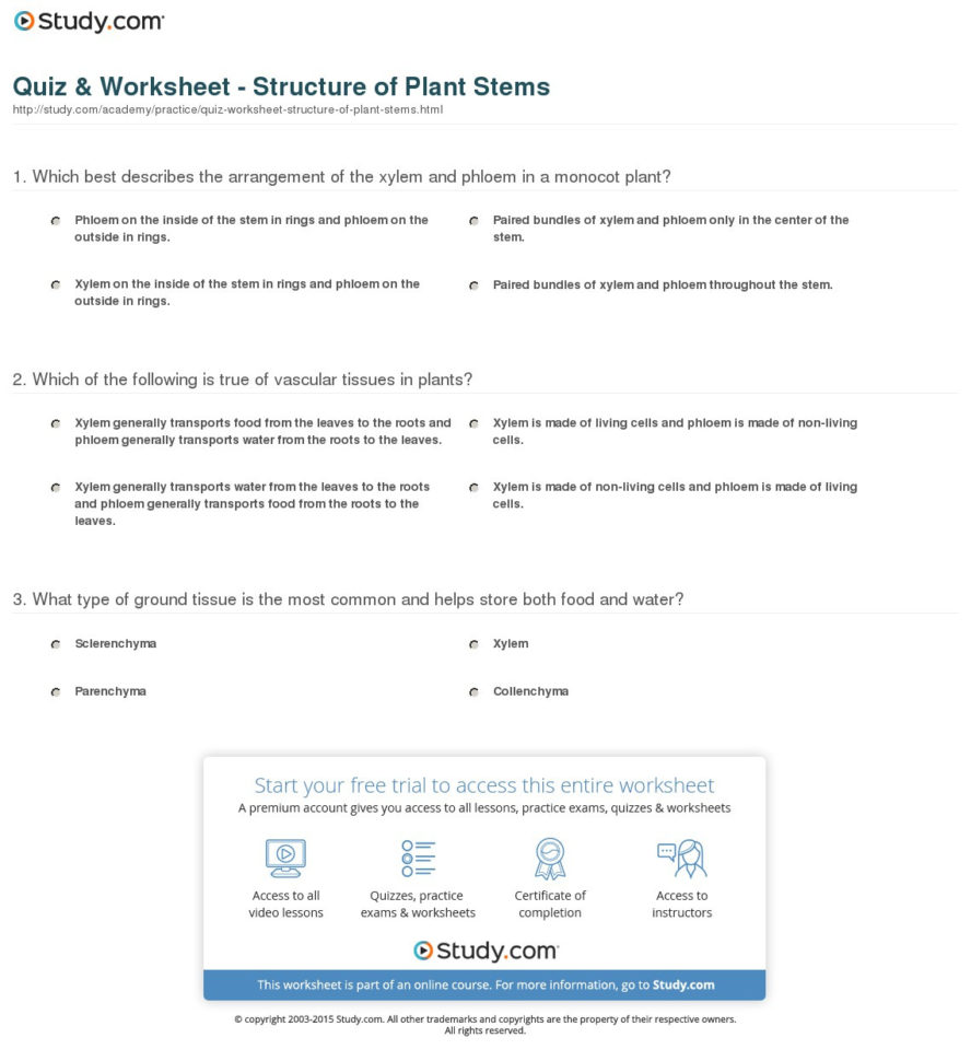 Quiz  Worksheet  Structure Of Plant Stems  Study