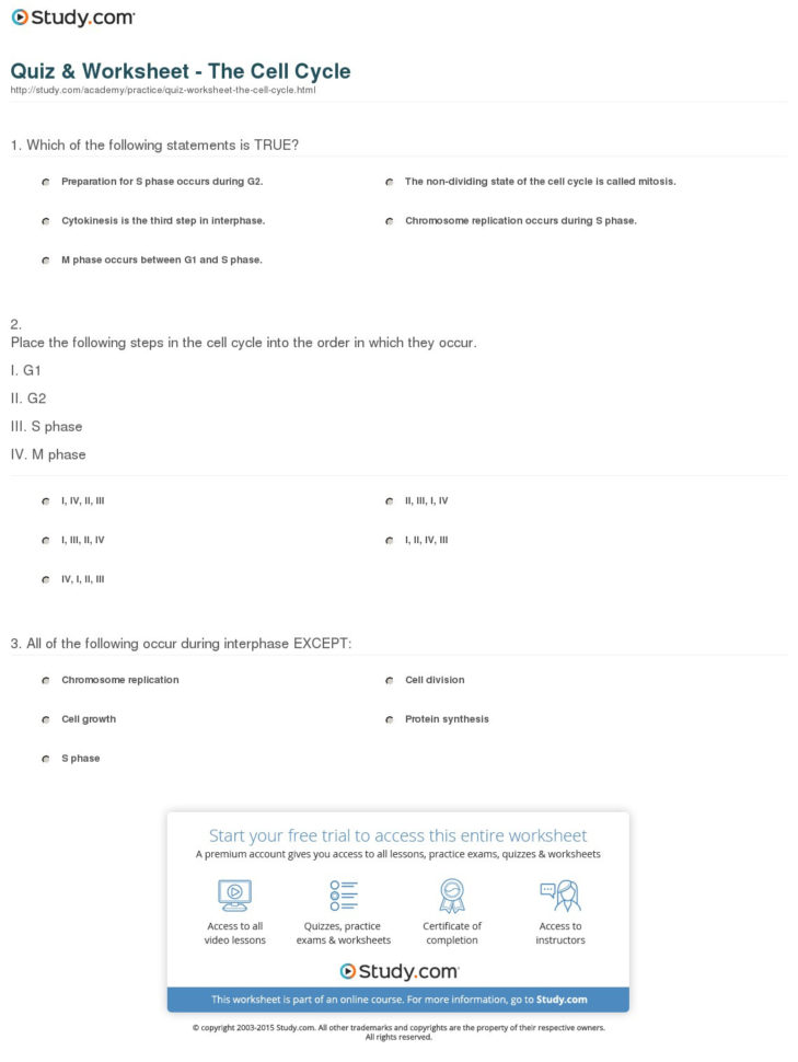 Quiz  Worksheet  The Cell Cycle  Study