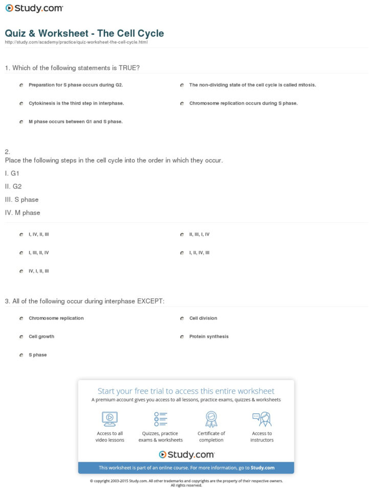 Quiz  Worksheet  The Cell Cycle  Study