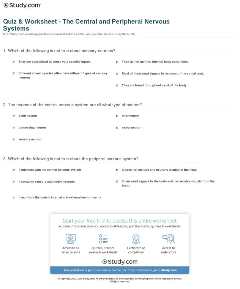 Quiz  Worksheet  The Central And Peripheral Nervous