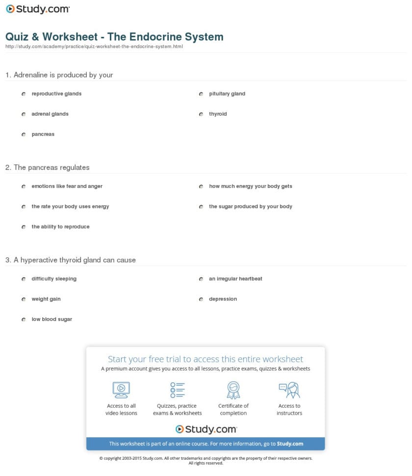 Quiz  Worksheet  The Endocrine System  Study