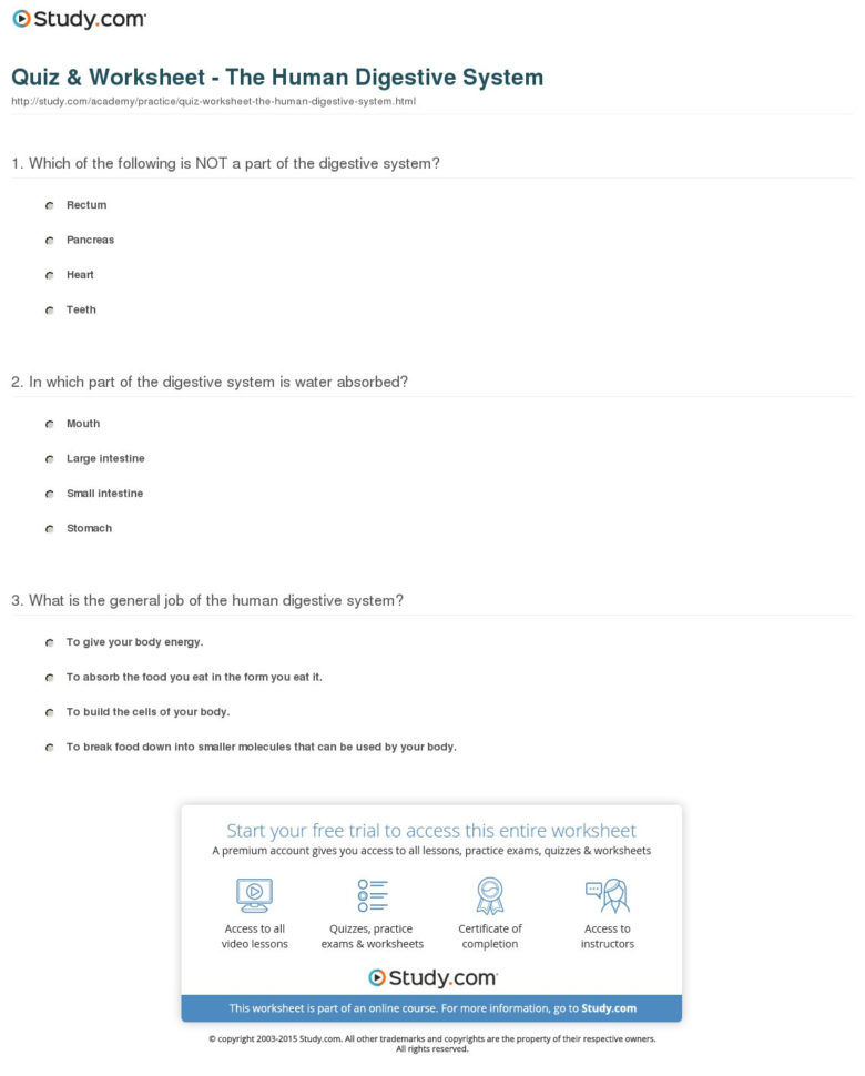 Quiz  Worksheet  The Human Digestive System  Study