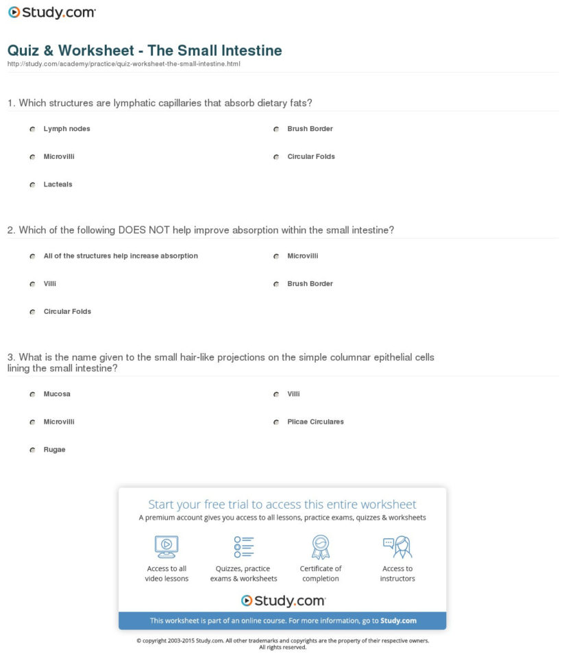 Quiz  Worksheet  The Small Intestine  Study