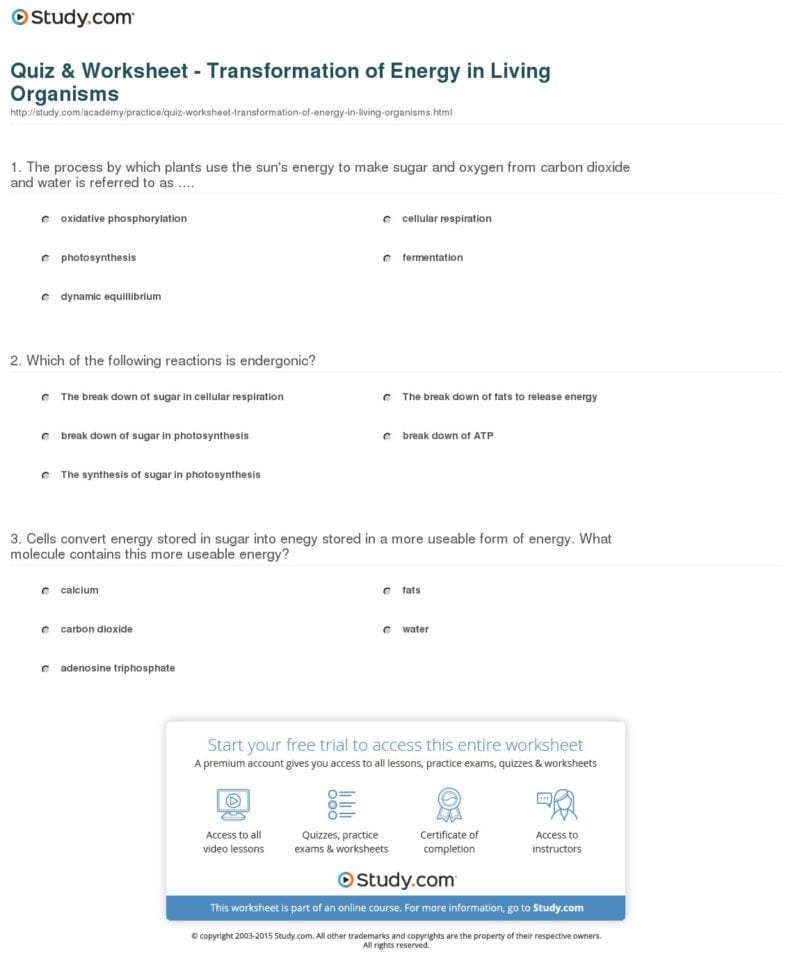 Quiz  Worksheet  Transformation Of Energy In Living