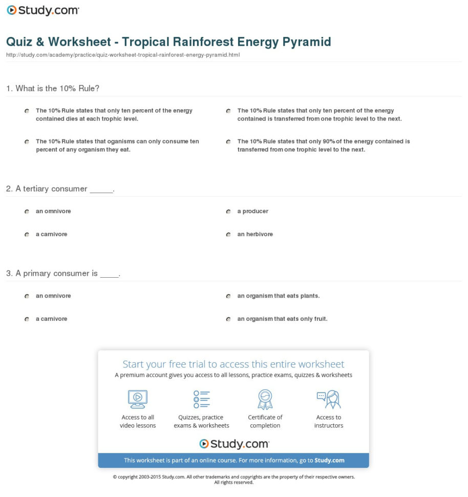 Quiz  Worksheet  Tropical Rainforest Energy Pyramid