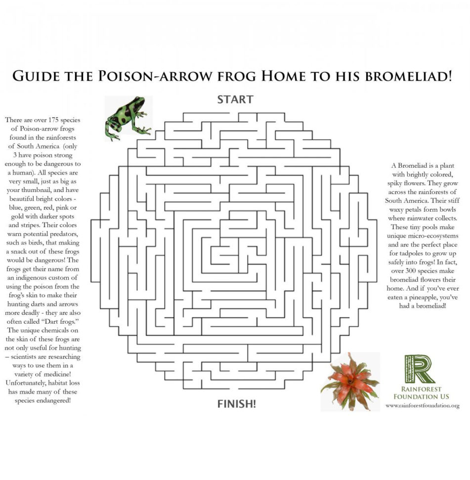 Rainforest Games And Worksheet Activities Save The