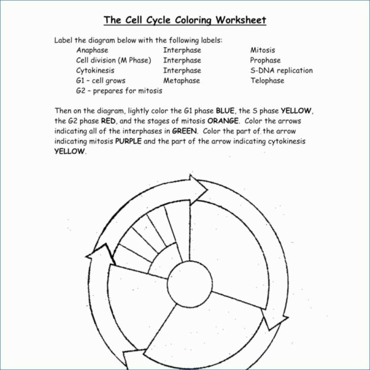 Dna Replication Coloring Worksheet Answer Key