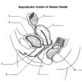 Reproductive System Of Female  Proprofs Quiz