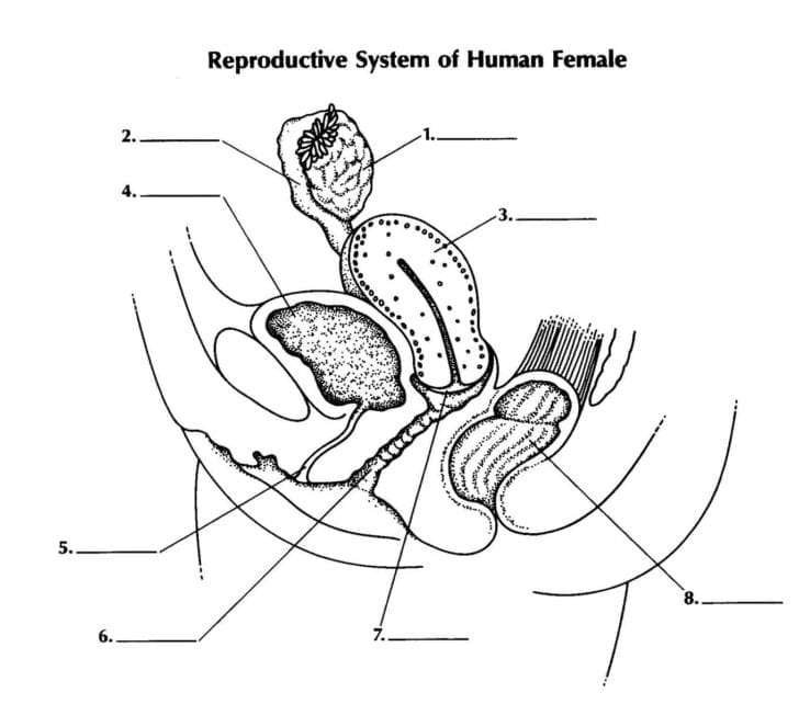 Female Reproductive System Worksheet