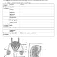Reproductive System Worksheets