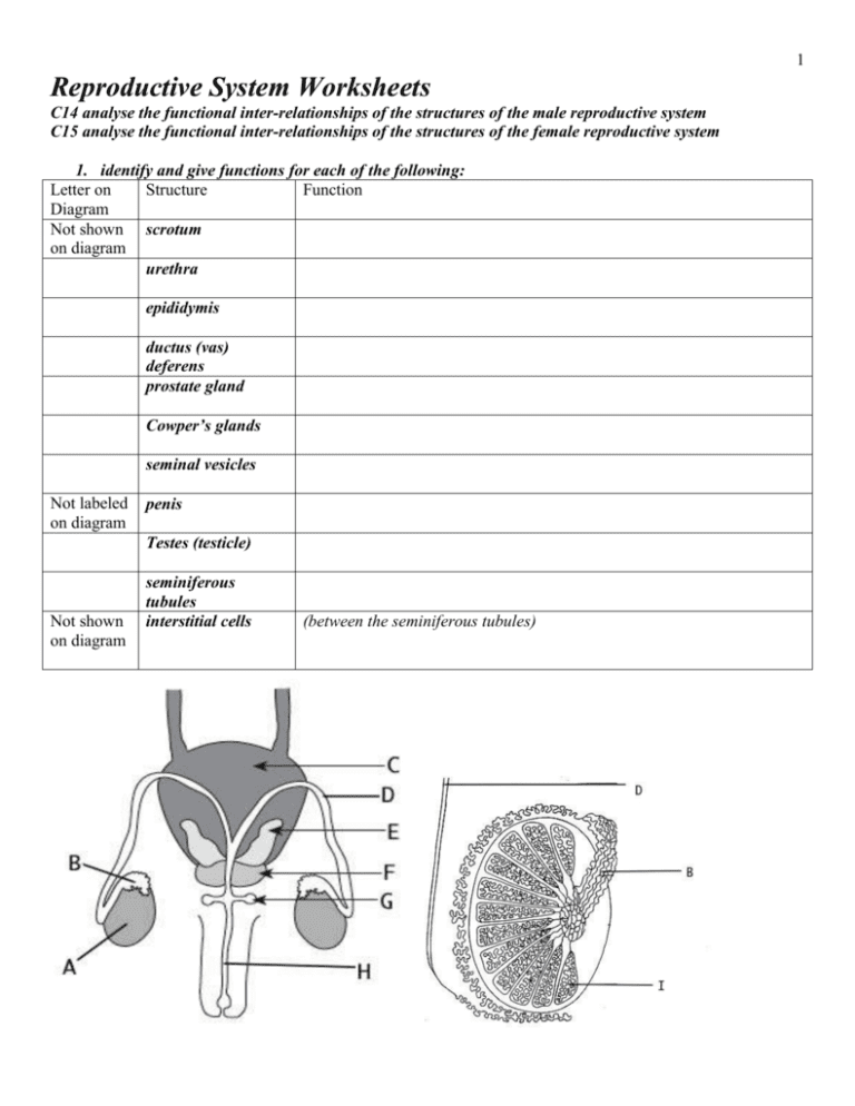 Female Reproductive System Worksheet db excel com Female Reproductive System Worksheet db excel com