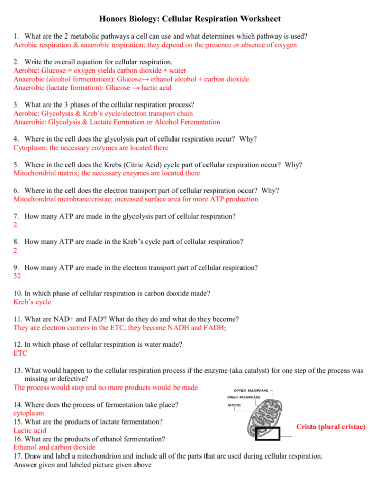 Respiration Worksheet