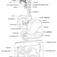 Respiratory Digestive Systems Worksheet  Human Anatomy