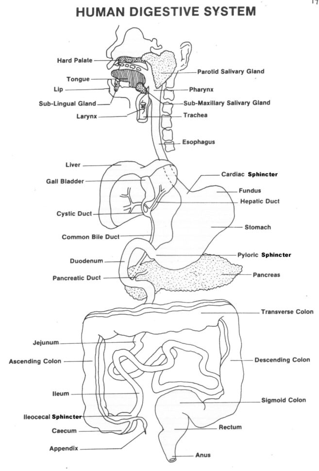 Respiratory Digestive Systems Worksheet  Human Anatomy