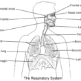 Respiratory System Coloring Page  Coloring Home