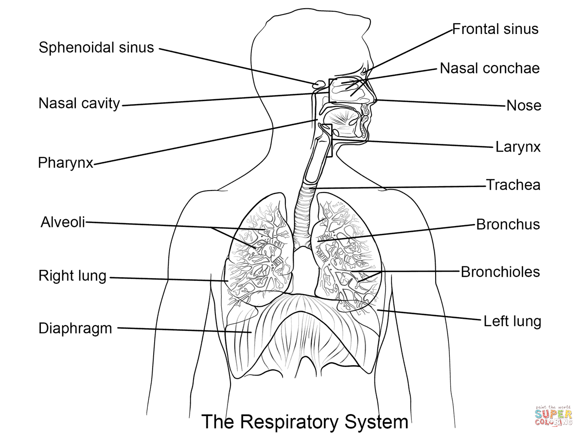 Respiratory System Coloring Page  Coloring Home