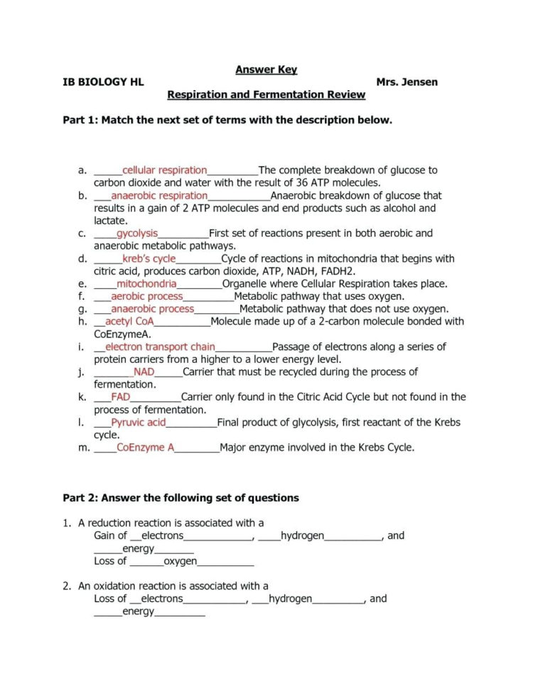 Respiratory System Coloring Worksheet – Elasticprintco