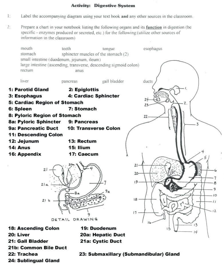 Respiratory System Coloring Worksheet – Elasticprintco