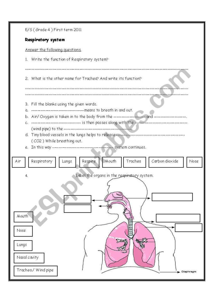 Respiratory System  Esl Worksheetihusan