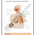 Respiratory System  Esl Worksheetrefuerzo