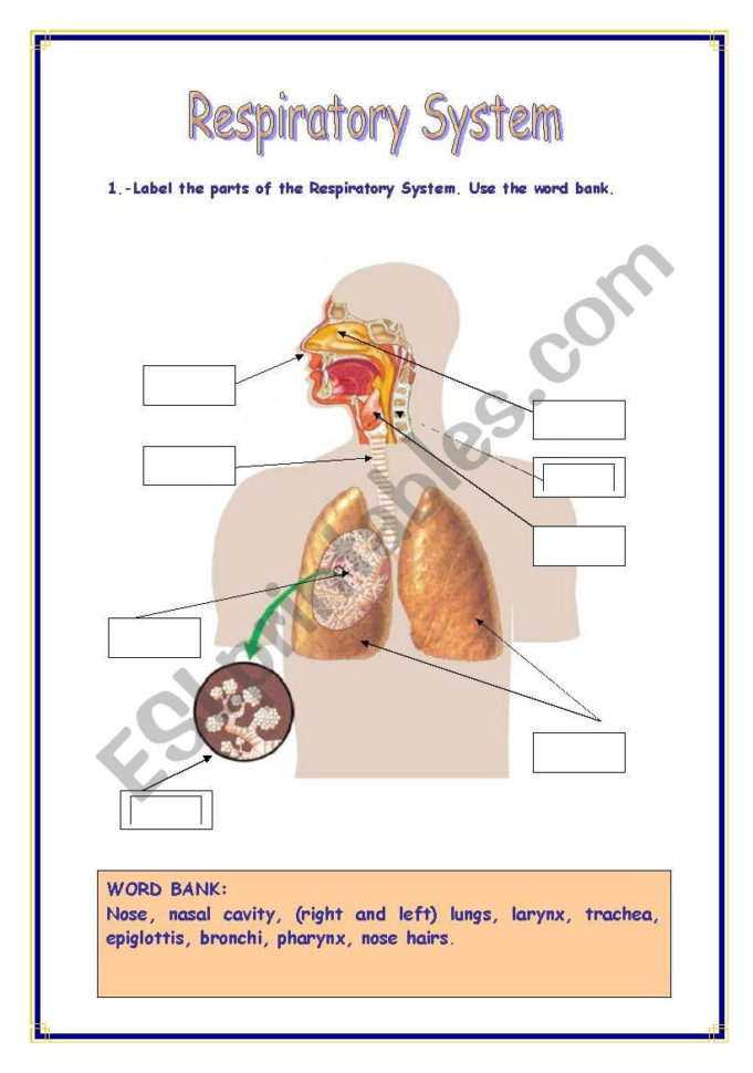Respiratory System  Esl Worksheetrefuerzo